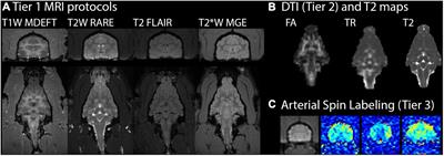 Translationally Relevant Magnetic Resonance Imaging Markers in a Ferret Model of Closed Head Injury